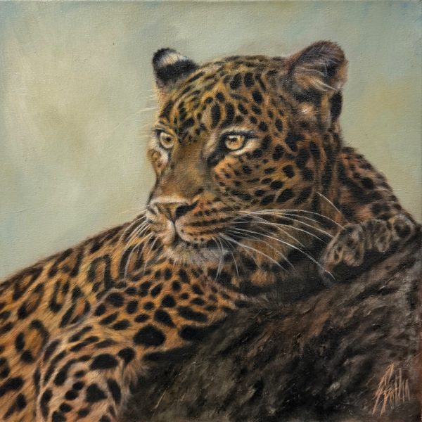Leopard