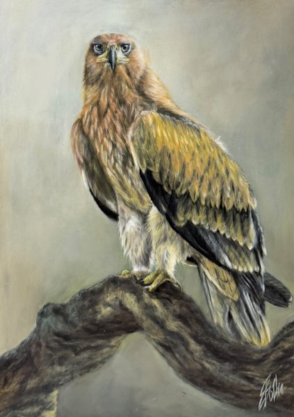 Eagle wildlife