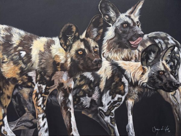 Wild dogs