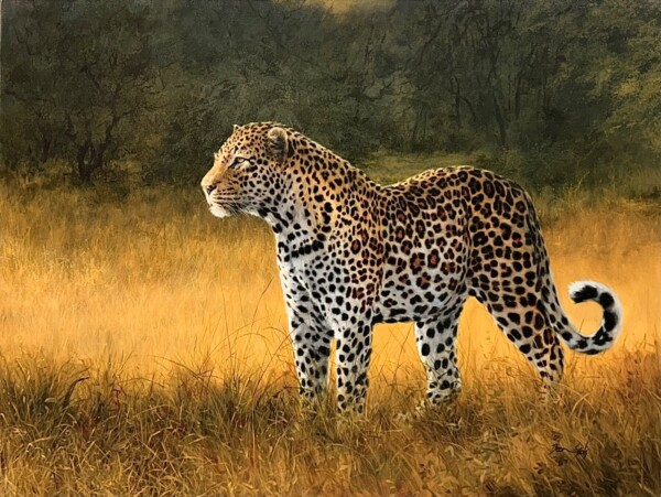 Leopard, standing in grass